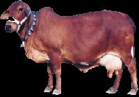 Live Red Sindhi Cow