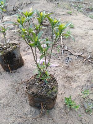 Chandni Dwarf Plant