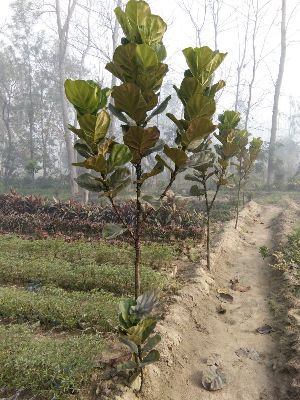 Ficus Carica Plant