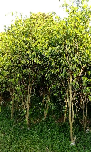 Ficus Yellow Plant