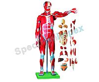 Human Body Muscles Model