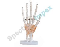 Hand Joint with Ligaments Model