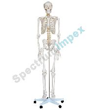 Life Size Skeleton Model