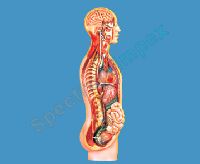 Sympathetic Nervous System Model