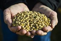 Non GMO Soyabean Seeds