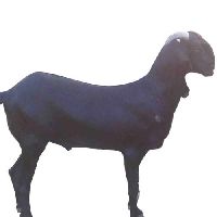 black bengal goat
