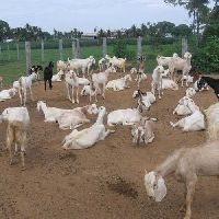 goat farming services