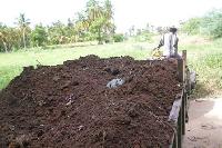 cow dung manure