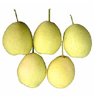 shandong pear