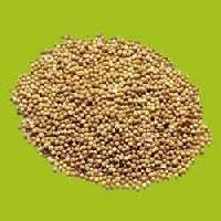 coriander seeds