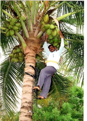 Coconut Tree Climbing Device