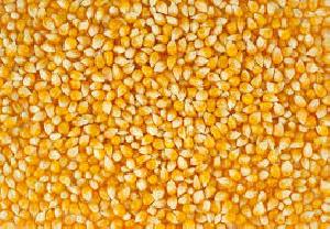 Yellow Maize Seeds