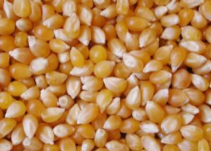 Yellow Corn Seed