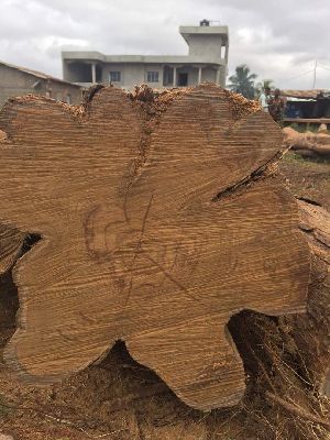 Benin Teak Wood Round Logs