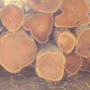Colombia Teak Wood Round Logs