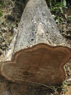 Ghana Teak Wood Round Logs