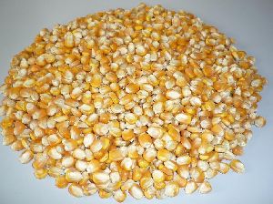 yellow maize seeds