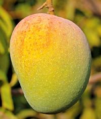 Devgad mango
