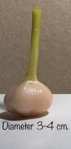 White Spring Onions, Packaging Type : 20 Kg Boxes