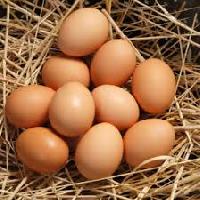 freerange brown eggs