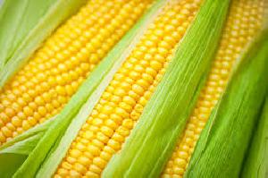 yellow maize