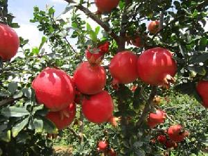 pomegranate fruit