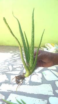 aloe vera plant for farming
