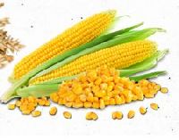 yellow maize