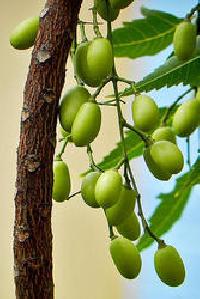 Neem Fruits