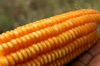 yellow maize