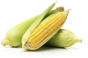 yellow corn,  Processing Type : Fine Processed
