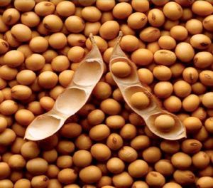Image result for soya seed