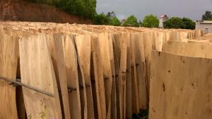 Eucalyptus Core Veneer