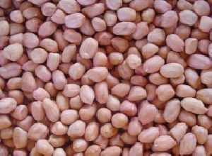 Groundnut Seeds / Peanut