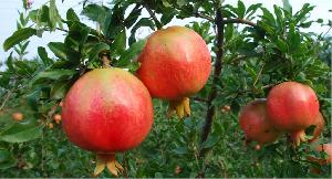 fresh pomegranate