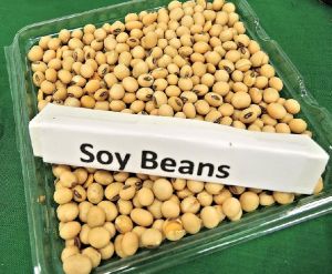 soyabean