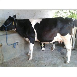 Holstein Friesian Cow