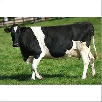 holstein friesian cattle