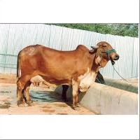 Indian Sahiwal Cow