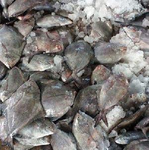 Frozen Black Pomfret Fish