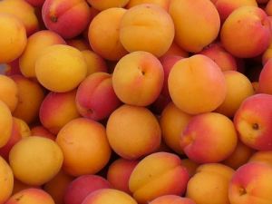 Fresh Apricots