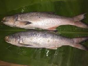 Live Indian Salmon Fish