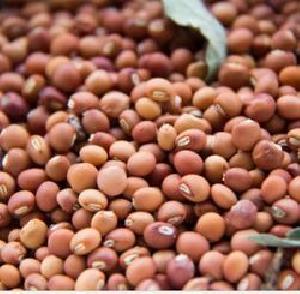 Pigeon Pea