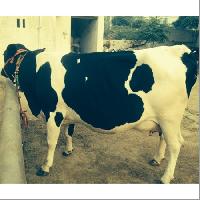 HF Breed Milking Cow
