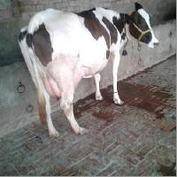 HF Milking Cow
