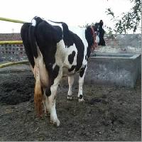 Pure Holstein Friesians Cow