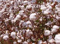 cotton fiber