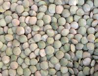 Lentil Seeds