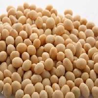 organic soybean