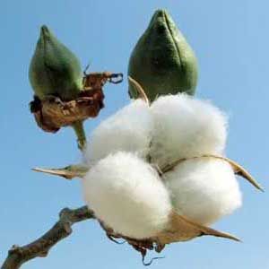 raw cotton